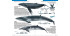 Chile: Guía rápida. Funga, Flora y Fauna